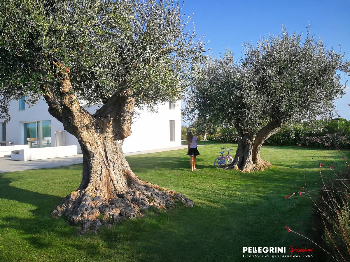 Un giardino mediterraneo realizzato da Pellegrini Giardini in una masseria pugliese