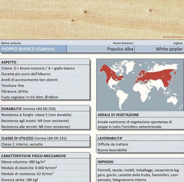 Caratteristiche del pioppo, legno utilizzato in edilizia 