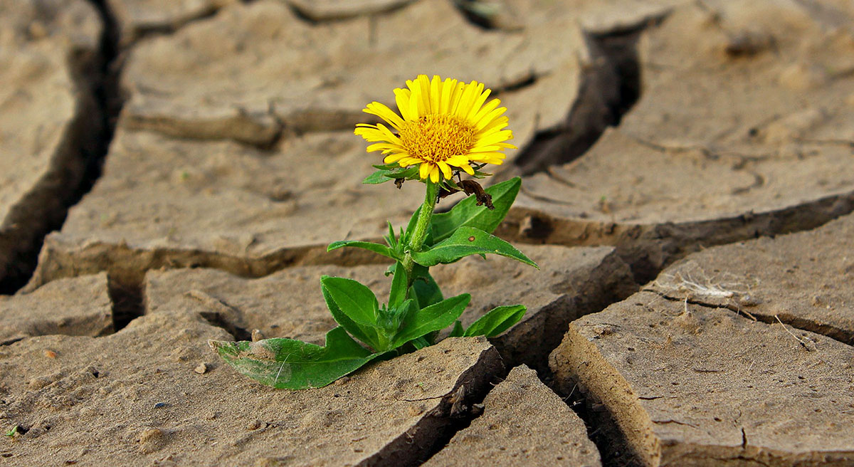 L'agricoltura, che necessità di grandi quantitativi d'acqua è in grave sofferenza