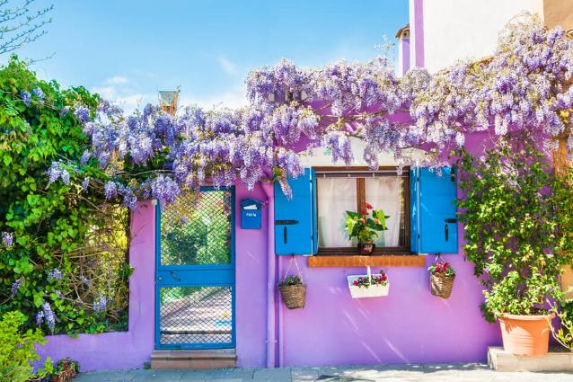 Viola per Burano