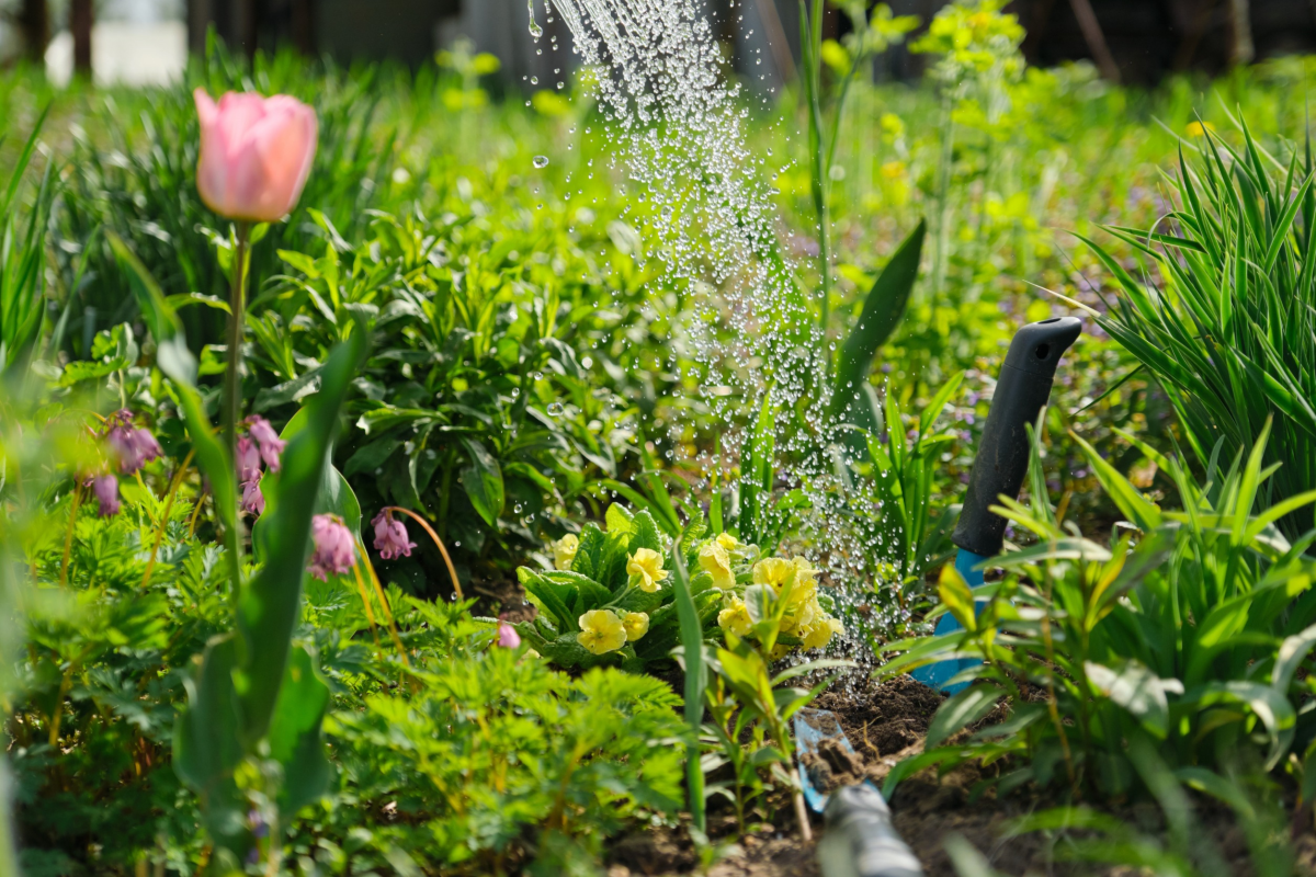 Progettazione del giardino: scelta delle piante