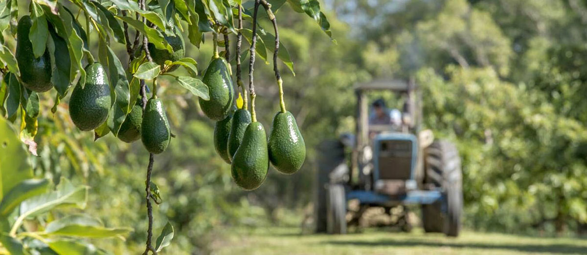 Un terreno destinato alla coltivazione di avocado